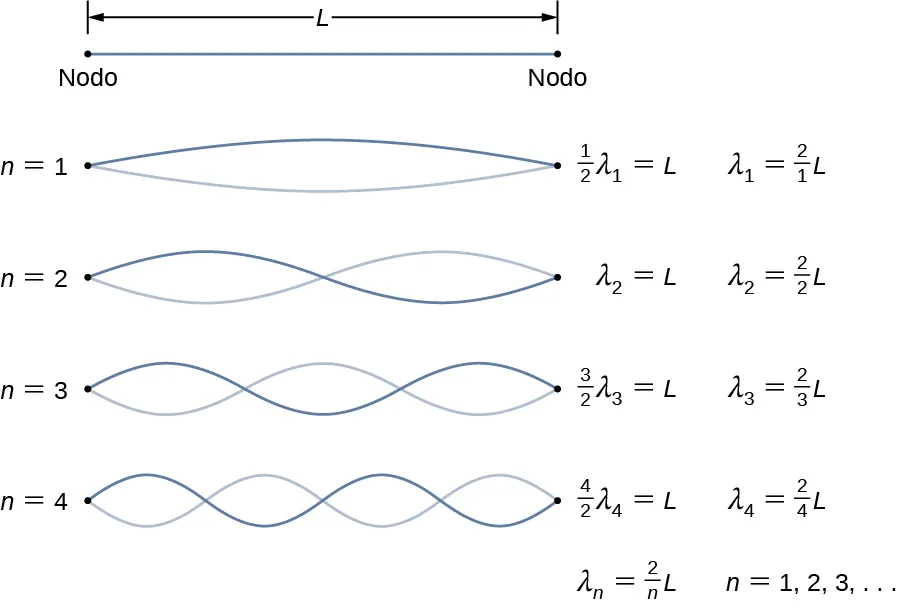 Se muestran cuatro figuras de una cuerda de longitud L. Cada una tiene dos ondas. La primera tiene 1 nodo. Está identificada como medio lambda 1 = L, lambda 1 = 2 por 1 veces L. La segunda figura tiene 2 nodos. Está identificada como lambda 2 = L, lambda 2 = 2 por 2 veces L. La tercera figura tiene tres nodos. Se identifica 3 por 2 veces lambda 3 = L, lambda 3 = 2 por 3 veces L. La cuarta figura tiene 4 nodos. Está identificada como 4 por 2 veces lambda 4 = L, lambda 4 = 2 por 4 veces L. Hay una fórmula derivada en la parte inferior, lambda n igual a 2 por n veces L para n = 1, 2, 3 y así sucesivamente.