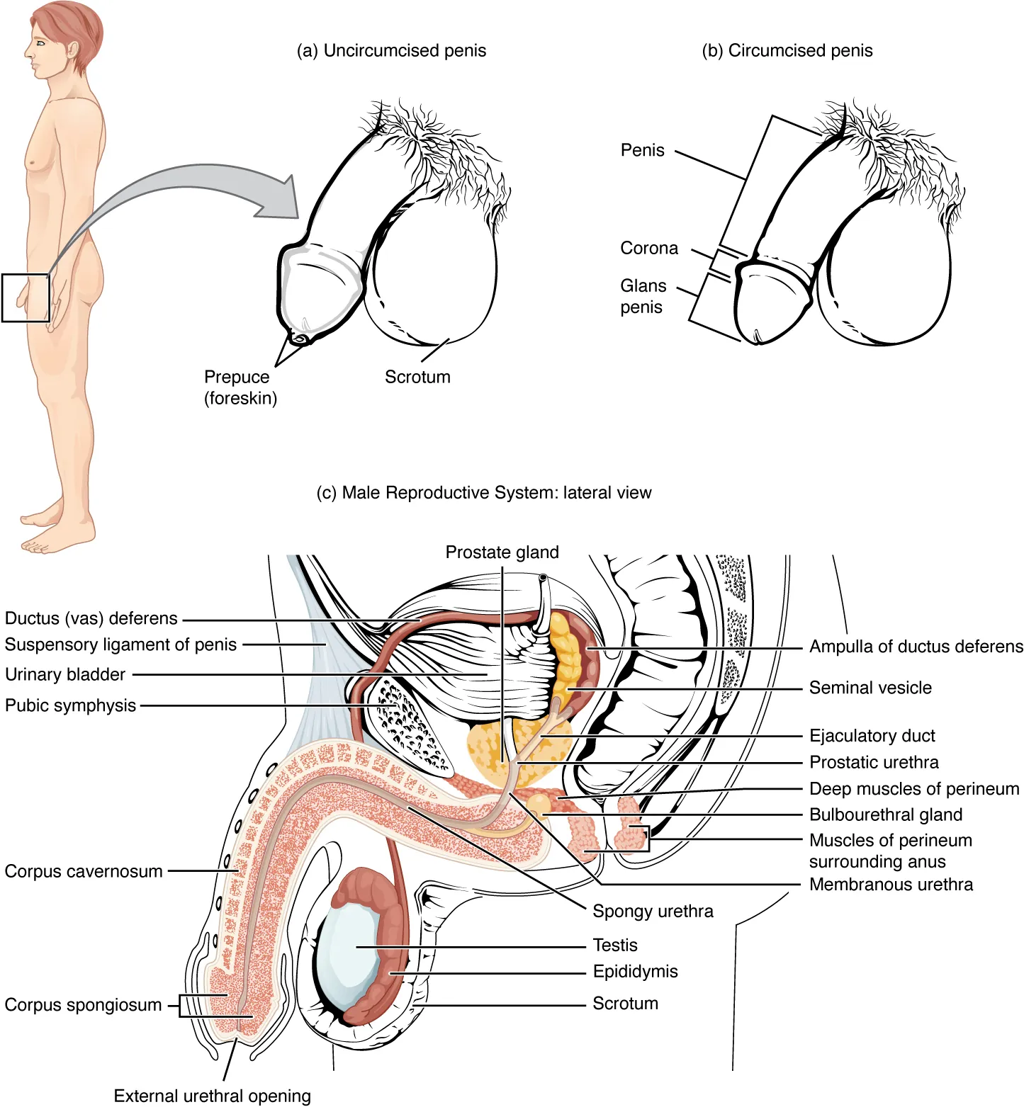 This figure shows the different organs in the testicular reproductive system. The top panel shows the side view of a man and an uncircumcised and a circumcised penis. The bottom panel shows the lateral view of the male reproductive system and the major parts are labeled.