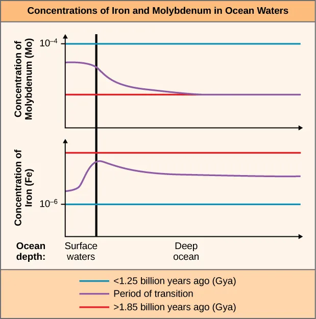 This figure is titled Concentrations of iron and molybdenum in ocean waters. It contains two graphs. Both graphs are line graphs that have two category labels on the X axis: surface waters and deep ocean. The top graph shows the concentration of molybdenum, abbreviated capital M lowercase O. Less than 1.25 billion years ago, the M O concentration was steady at 10 to the minus 4 in both surface waters and deep ocean. During the period of transition, the M O concentration just below the 10 to the minus 4 line in surface waters but dropped in the deep ocean. Greater than 1.85 billion years ago, the M O concentration in both surface waters and deep ocean was steadily at the reduced levels found in the deep ocean during the period of transition. The bottom graph shows the concentration of iron, abbreviated capital F lowercase E. Greater than 1.85 billion years ago, the F E concentration was steady near the top of the graph in both surface waters and deep ocean. During the period of transition, the F E concentration rose sharply in surface waters almost to the line for Greater than 1.85 billion years ago. It then dropped to a slightly lower lever and remained steady there in the deep ocean. Less than 1.85 billion years ago, the F E concentration in both surface waters and deep ocean was steadily at 10 to the minus 6, below that of both other plot lines.