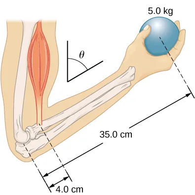 Figure is a schematic drawing of a forearm rotated around the elbow. A 5 kilogram ball is held in the palm. The distance between the elbow and the ball is 35 centimeters. The distance between the elbow and the biceps muscle, which causes a torque around the elbow, is 4 centimeters. Forearm forms a theta angle with the upper arm.