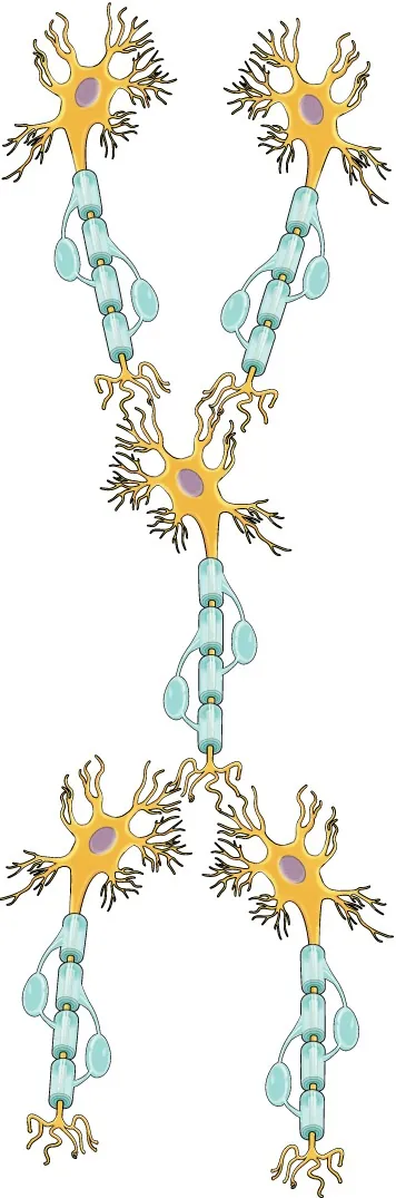 Illustration shows a network of neurons.