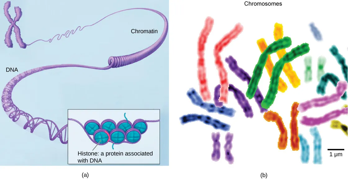 Part a: In this illustration, DNA tightly coiled into two thick cylinders is shown in the upper right. A close-up shows how the DNA is coiled around proteins called histones. Part b: This image shows paired chromosomes.