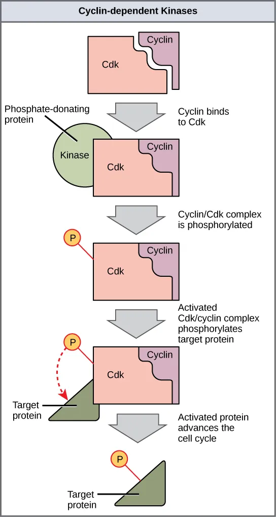 This illustration shows a cyclin protein binding to a upper case C lower case d lower case k. The cyclin slash upper C lower d lower k complex is activated when a kinase phosphorylates it. The cyclin slash upper C lower d lower k complex, in turn, phosphorylates other proteins, thus advancing the cell cycle.