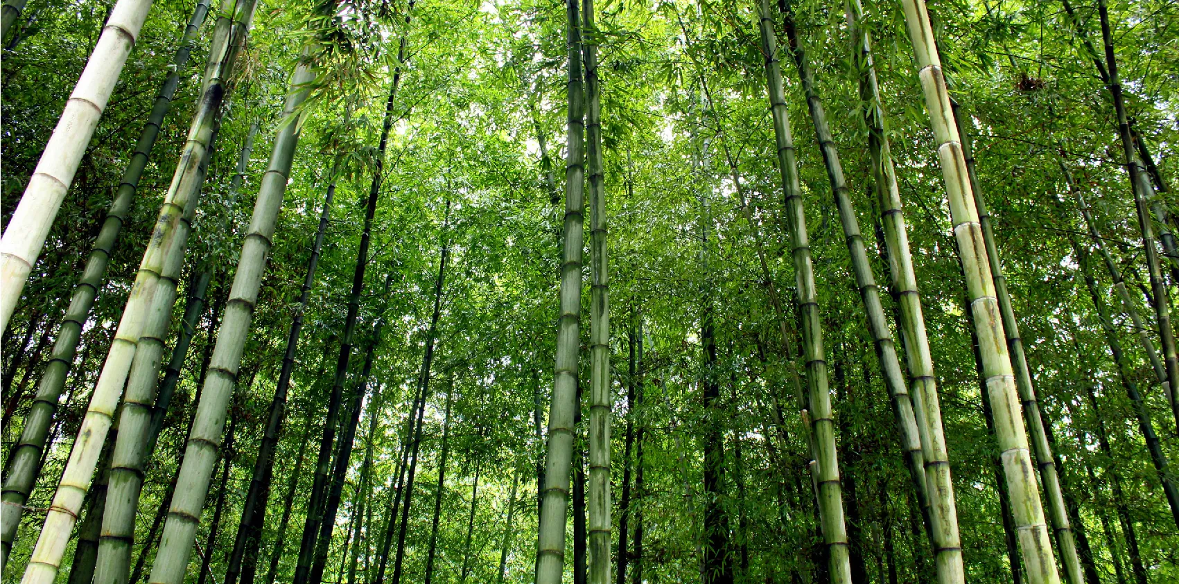 An upward view of bamboo trees 