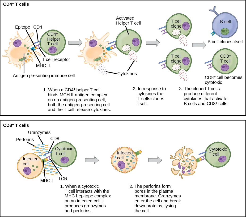  Illustration shows activation of a CD4-plus helper T cell. An antigen-presenting cell digests a pathogen. Epitopes from this pathogen are presented in conjunction with MHC II molecules on the cell surface. A T cell receptor and a CD8 receptor, both on the surface of the T cell, bind the MHC II-epitope complex. As a result, the helper T cell becomes activated and both the helper T cell and antigen-presenting cell release cytokines. The cytokines induce the helper T cell to clone itself. The cloned helper T cells release different cytokines that activate B cells and CD8+ T cells, turning them into cytotoxic T cells. The cytotoxic and binds the MHC I-epitope complex on an infected cell. The cytotoxic T cell then releases perforin molecules, which form a pore in the plasma membrane, and granzymes, which break down proteins, killing the cell.