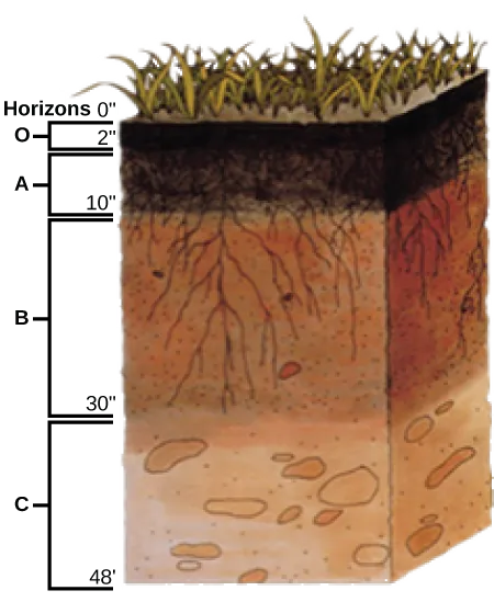  Illustration shows a cross-section of soil layers, or horizons. The top layer, from zero to two inches, is the O horizon. The O horizon is a rich, deep brown color. From two to ten inches is the A horizon. This layer is slightly lighter in color than the O horizon, and extensive root systems are visible. From ten to thirty inches is the B horizon. The B horizon is reddish brown. Longer roots extend to the bottom of this layer. The C  horizon extends from 30 to 48 inches. This layer is rocky and devoid of roots.