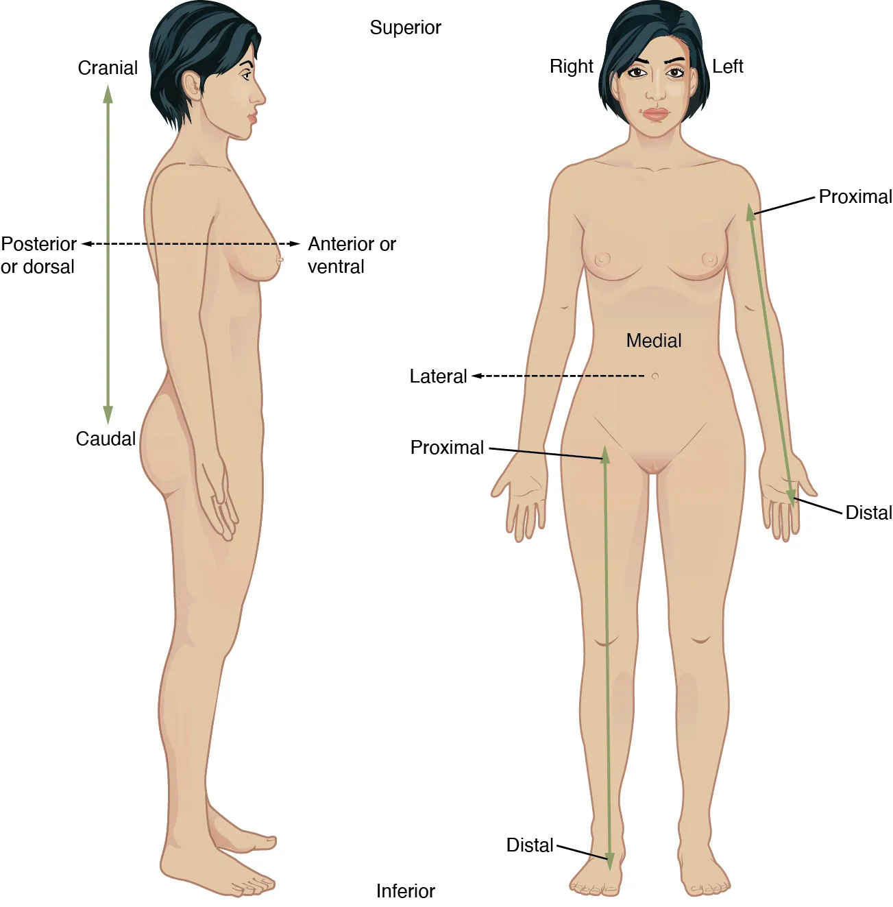 This illustration shows two diagrams: one of a side view of a female and the other of an anterior view of a female. Each diagram shows directional terms using double-sided arrows. The cranial-distal arrow runs vertically behind the torso and lower abdomen. The cranial arrow is pointing toward the head while the caudal arrow is pointing toward the tail bone. The posterior/anterior arrow is running horizontally through the back and chest. The posterior or dorsal arrow is pointing toward the back while the anterior, or ventral arrow, is pointing toward the abdomen. On the anterior view, the proximal/distal arrow is on the right arm. The proximal arrow is pointing up toward the shoulder while the distal arrow is pointing down toward the hand. The lateral-medial arrow is a horizontal arrow on the abdomen. The medial arrow is pointing toward the navel while the lateral arrow is pointing away from the body to the right. Right refers to the right side of the woman’s body from her perspective while left refers to the left side of the woman’s body from her perspective.