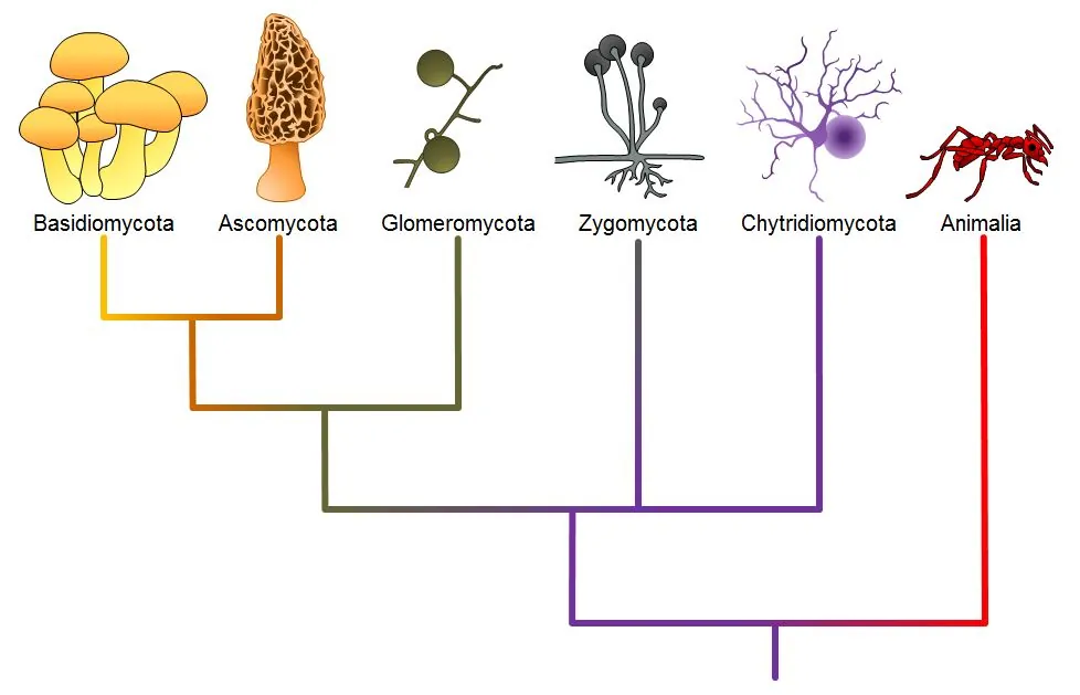 The image displays the phyologenetic tree for fungi. From a central source, branches include basidiomycota and ascomycota (which exist at the end of the same branch), glomeromycota, zygomycota, and chytridiomycota. Animalia are diplayed coming from a separate branch from the same source ancestor, but are not a part of the fungi.