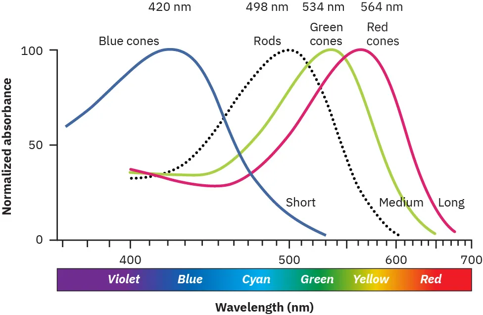 A line graph of sensitivity on y axis and wavelength on x axis is shown. The graph depicts three skewed curves, representing three types of cones and each type is sensitive to different ranges of wavelengths. The range of wavelength is between three hundred and fifty to seven hundred nanometers. For blue range, the curve peaks at four hundred and twenty nanometers and sensitivity is zero point two. For green range, the curve peaks at five hundred and twenty nanometers and the sensitivity is shown to be one point zero. For yellow range, the curve peaks at five hundred and ninety nanometers and sensitivity is at one point zero.
