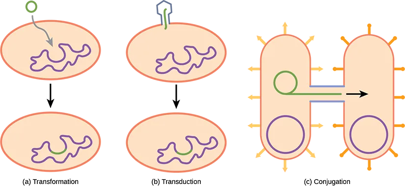  Illustration A shows a small, circular piece of DNA being absorbed by a cell. Illustration C shows a bacteriophage injecting DNA into a prokaryotic cell. The DNA then gets incorporated in the genome. Illustration C shows two bacteria connected by a pilus. A small loop of DNA is transferred from one cell to another via the pilus.