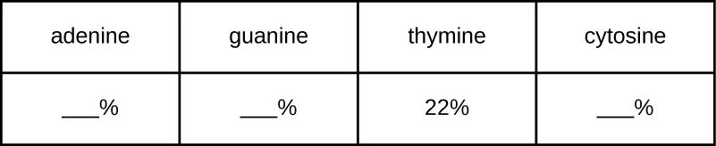 A DNA strand has 22% thymine. The percentages for adenine, guanine, and cytosine are blank.