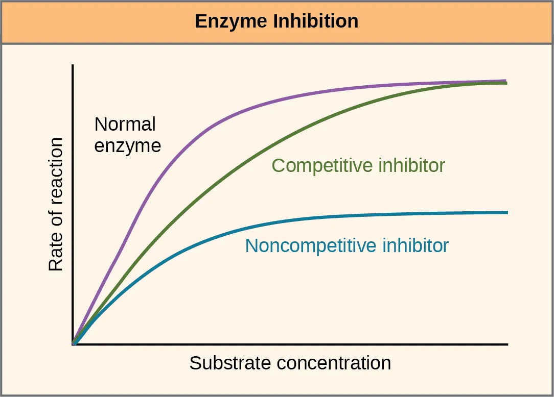 This plot shows rate of reaction versus substrate concentration for an enzyme in the absence of inhibitor, and for enzyme in the presence of competitive and noncompetitive inhibitors. Both competitive and noncompetitive inhibitors slow the rate of reaction, but competitive inhibitors can be overcome by high concentrations of substrate, whereas noncompetitive inhibitors cannot.