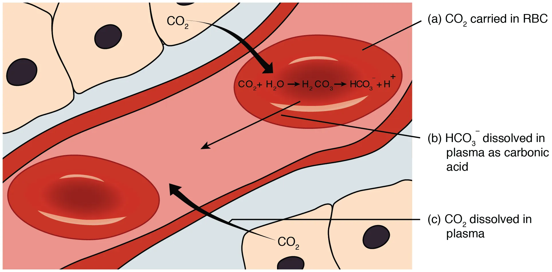 This figure shows how carbon dioxide is transported from the tissue to the red blood cell.