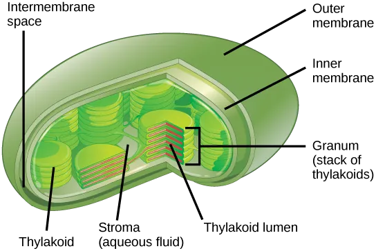 This illustration shows a chloroplast, which has an outer membrane and an inner membrane. The space between the outer and inner membranes is called the intermembrane space. Inside the inner membrane are flat, pancake-like structures called thylakoids. The thylakoids form stacks called grana. The liquid inside the inner membrane is called the stroma, and the space inside the thylakoid is called the thylakoid lumen.