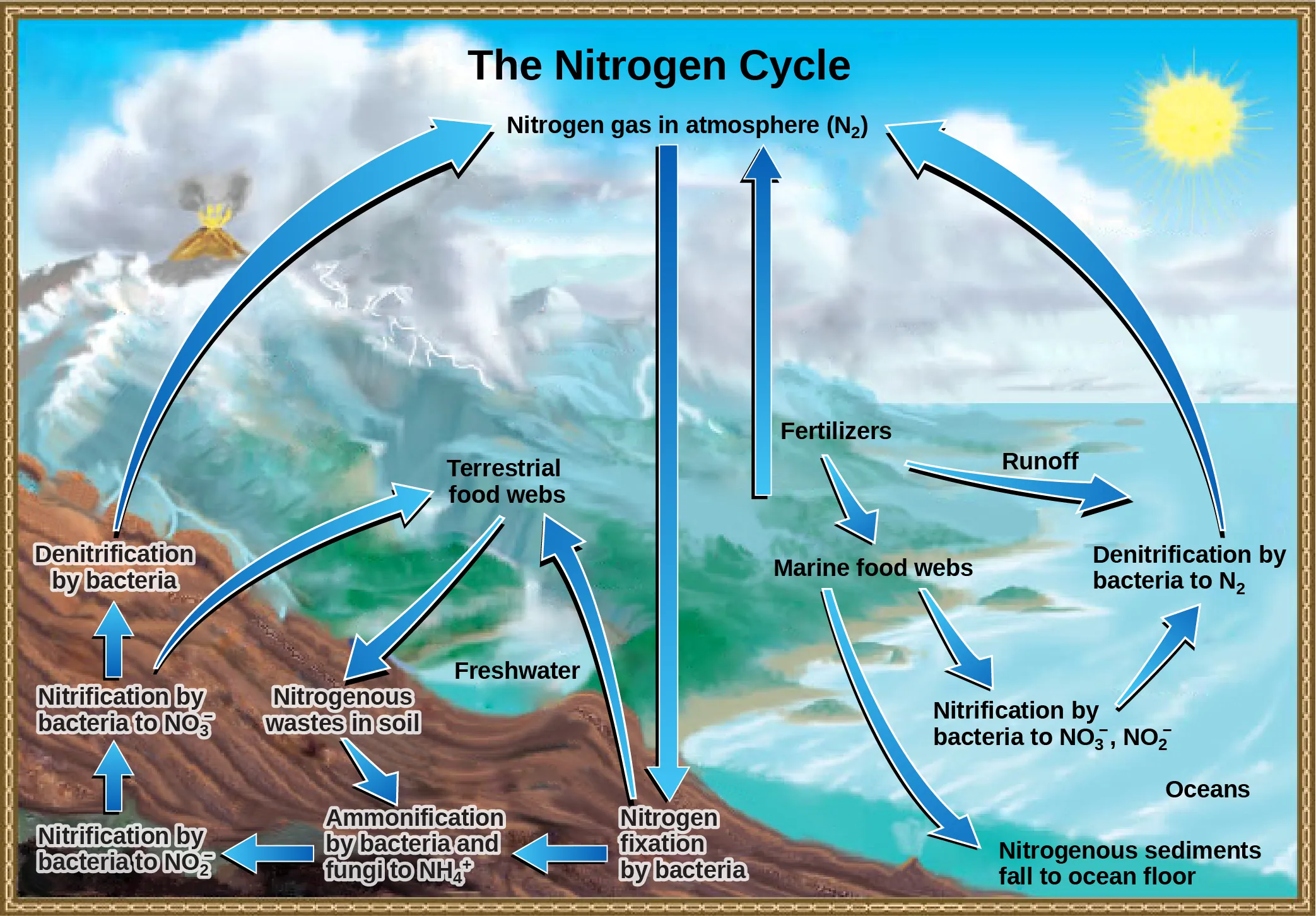 This illustration shows the nitrogen cycle. Nitrogen gas from the atmosphere is fixed into organic nitrogen by nitrogen-fixing bacteria. This organic nitrogen enters terrestrial food webs, and it leaves the food webs as nitrogenous wastes in the soil. Ammonification of this nitrogenous waste by bacteria and fungi in the soil converts the organic nitrogen to ammonium ion, or upper N upper H 4 plus. Ammonium is converted to nitrite, or upper N upper O 2 minus, then to nitrate, or upper N upper O 3 minus by nitrifying bacteria. Denitrifying bacteria convert the nitrate back into nitrogen gas, which re-enters the atmosphere. Nitrogen from runoff and fertilizers enters the ocean, where it enters marine food webs. Some organic nitrogen falls to the ocean floor as sediment. Other organic nitrogen in the ocean is converted to nitrite and nitrate ions, which is then converted to nitrogen gas in a process analogous to the one that occurs on land.