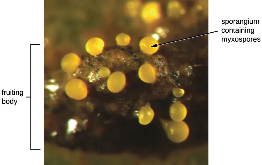 An image of a round structure labeled fruiting body. Smaller spheres on this structure are labeled sporangium containing myxospores.