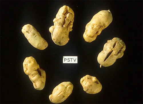 Photo of potatoes with odd, lumpy growths.