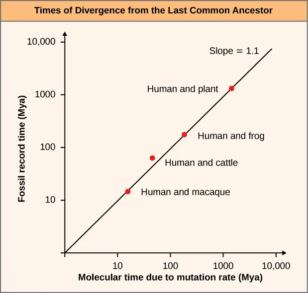 This line graph is labeled Times of Divergence from the Last Common Ancestor. The Y axis is labeled Fossil record time (Maya) and it goes by from 0, 10, 100, 1000, and 10,000. The X axis is labeled Molecular time due to mutation rate (Mya) and it goes up from 0, 10, 100, 1000, 10,000. The lines plotted on the chart are Human Macque, Human and cattle, Human and frog) and they climb upward. The slope of this chart is 1.1.