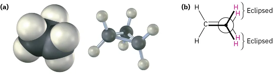 4.4 Conformations of Cycloalkanes - Organic Chemistry | OpenStax