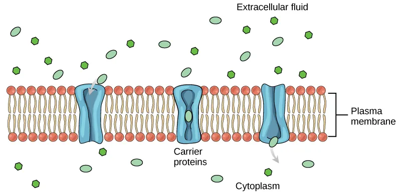 This illustration shows a carrier protein embedded in the membrane with an opening that initially faces the extracellular surface. After a substance binds the carrier, it changes shape so that the opening faces the cytoplasm, and the substance is released.