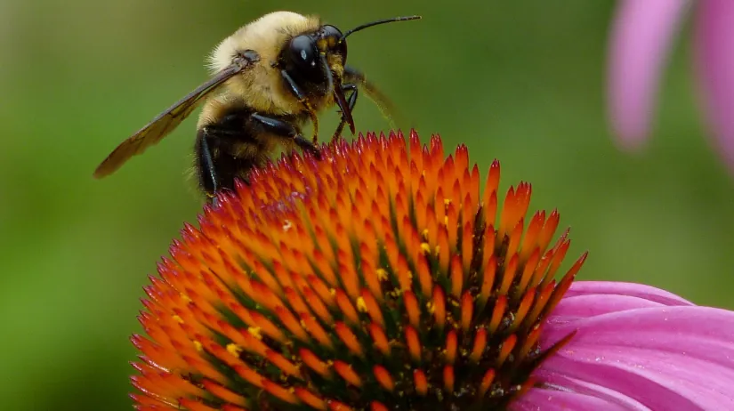 Photo shows a bee collecting nectar from a flower.