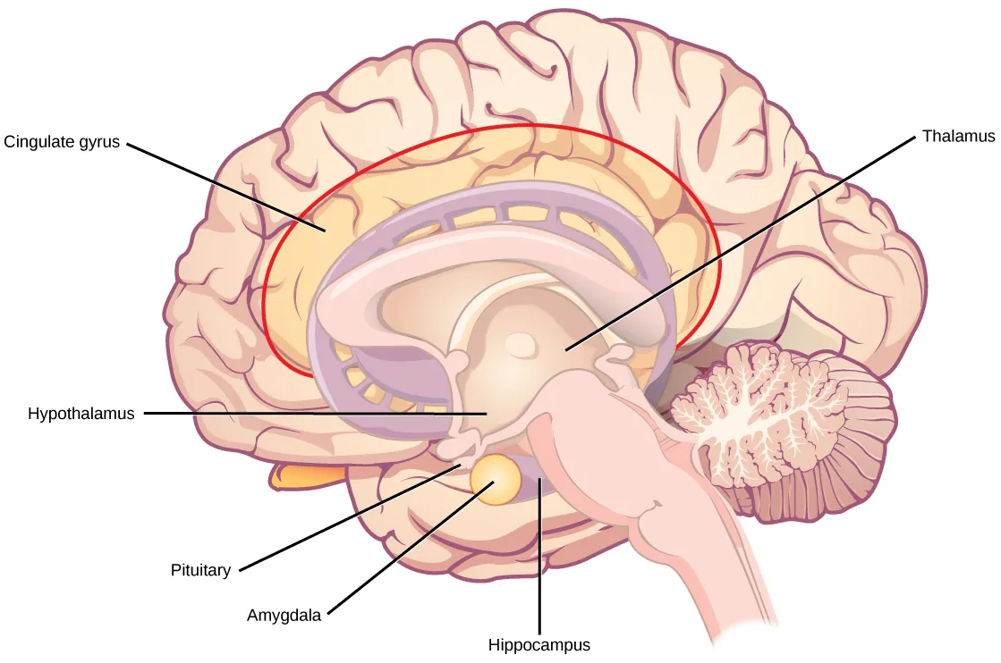 Illustration shows parts of the limbic system. The thalamus and hypothalamus are located in the cavity in the center of the cerebral cortex. The cingulate gyrus is part of the cerebral cortex that wraps around the upper part of the basal ganglia. The hippocampus is part of the cerebral cortex located beneath the thalamus. The amygdala is located at the end of the basal ganglia, and sits beside the pituitary.