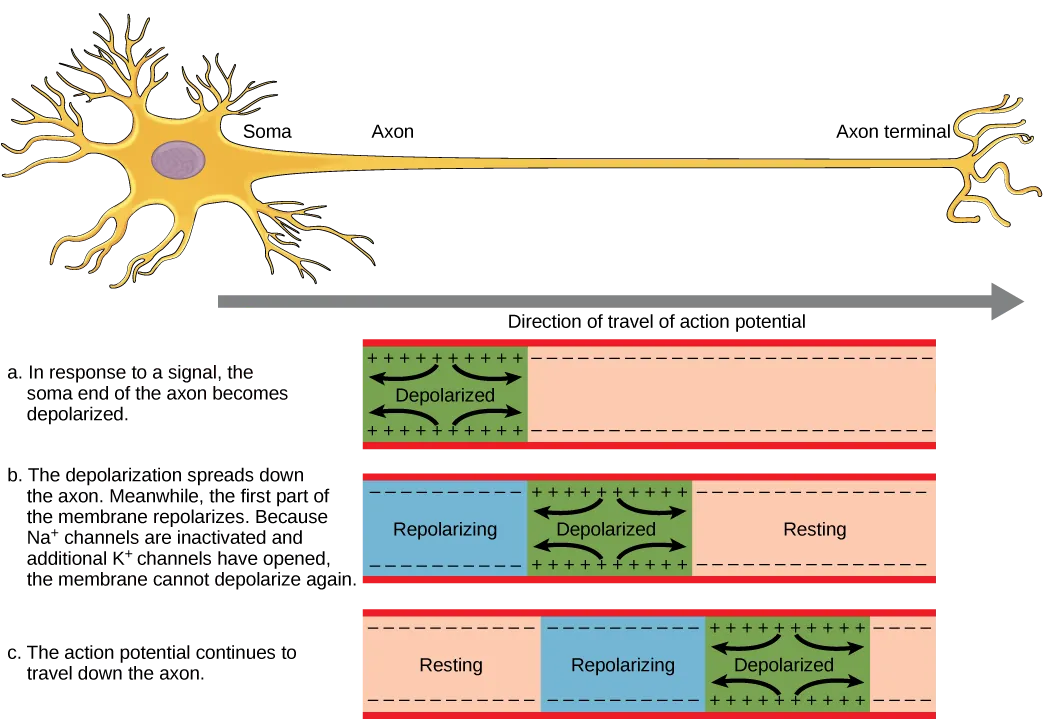 The action potential travels from the soma down the axon to the axon terminal. The action potential is initiated when a signal from the soma causes the soma-end of the axon membrane to depolarize. The depolarization spreads down the axon. Meanwhile, the membrane at the start of the axon repolarizes. Because potassium channels are open, the membrane cannot depolarize again. The action potential continues to spread down the axon this way.