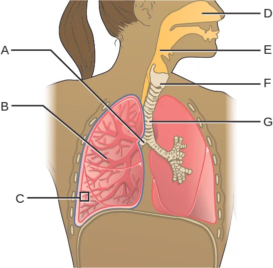 Diagram of respiratory system. D is the space in the nose this leads to E (a tube behind  the mouth). This leads to G (a cartilage ringed tube that leads to the lungs). F is a larger region just above G. G branches into 2 tubes labeled A, these branch and branch again to become B. The very end of B is C.