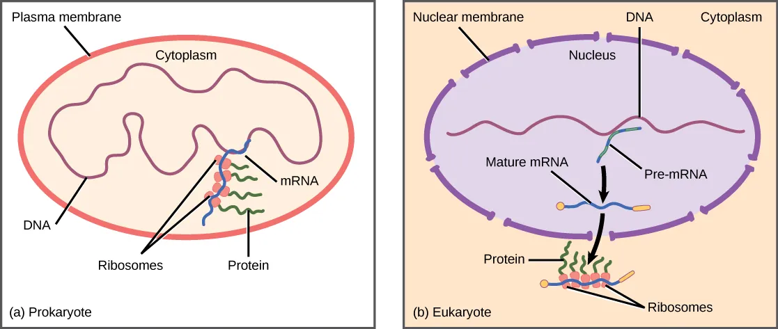 Prokaryotic cells do not have a nucleus, and DNA is located in the cytoplasm. Ribosomes attach to the mRNA as it is being transcribed from DNA. Thus, transcription and translation occur simultaneously. In eukaryotic cells, the DNA is located in the nucleus, and ribosomes are located in the cytoplasm. After being transcribed, pre-mRNA is processed in the nucleus to make the mature mRNA, which is then exported to the cytoplasm where ribosomes become associated with it and translation begins.