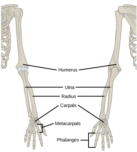 Illustration shows a skeletal human arm. The humerus is the bone of the upper arm. The radius is the thick bone in the forearm, and the ulna is the thin bone. The carpals are the bones of the wrist, the metacarpals are bones of the hand, and phalanges are bones of the fingers.