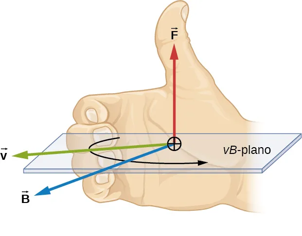 Una ilustración de la regla de la mano derecha. La palma de la mano derecha está orientada hacia el mismo campo, B, en este caso fuera de la página. Los dedos de la mano derecha apuntan en la dirección de v, en este caso hacia la izquierda, y se curvan hacia B, girando v en B. El pulgar de la mano derecha apunta en la dirección de la fuerza, en este caso hacia arriba.