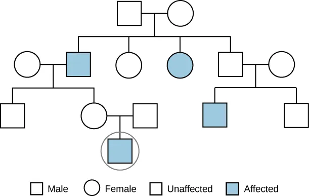 The figure shows a flow chart with circles and squares connected by horizontal lines, with the circle and square pair branching downward to other rows of shapes. A key at the bottom states that square is male, circle is female, white is unaffected and blue is affected. Starting from the top, a white square is connected horizontally to a white circle. The pair branches downward to form a second line, with a blue square, a white circle, a blue circle, and a white square. The white square on the second line connects to a new white circle to form a blue square and a white square on a third line.  The blue square on the second line connects with a new white circle to form a white square and a white circle on the third row. The third row white circle connects with a new white square to form a blue square on a fourth row.