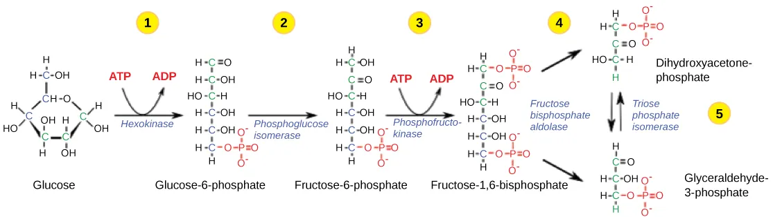 This illustration shows the steps in the first half of glycolysis. In step one, the enzyme hexokinase uses one ATP molecule in the phosphorylation of glucose. In step two, glucose-6-phosphate is rearranged to form fructose-6-phosphate by phosphoglucose isomerase. In step three, phosphofructokinase uses a second ATP molecule in the phosphorylation of the substrate, forming fructose-1,6-bisphosphate. The enzyme fructose bisphosphate aldose splits the substrate into two, forming glyceraldeyde-3-phosphate and dihydroxyacetone-phosphate. In step 4, triose phosphate isomerase converts the dihydroxyacetone-phosphate into glyceraldehyde-3-phosphate