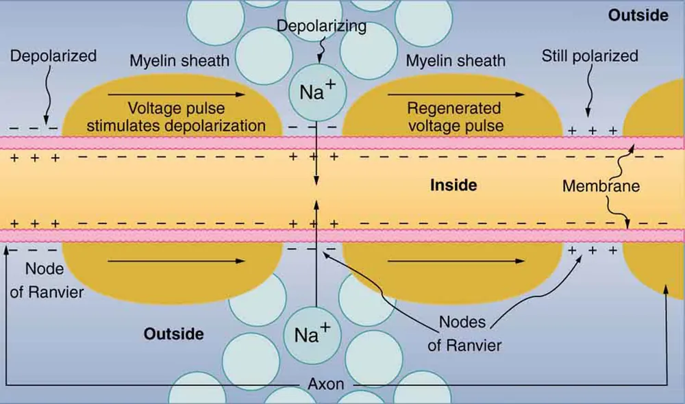 The figure describes the propagation of a nerve impulse, or voltage pulse, down a myelinated axon, from left to right. A cross-section of the axon is shown as a long, horizontally oriented rectangular strip, with a membrane on each side. The axon is covered with myelin sheaths separated by gaps known as nodes of Ranvier. Three gaps are shown. Most of the inner surface of the membrane is negatively charged, and the outer surface is positively charged. The gap on the left is labeled as depolarized, where the charge distribution along the membrane surface is reversed. As the voltage pulse moves from left to right through the first myelinated region, it loses voltage. The gap in the middle, labeled as depolarizing, shows sodium cations crossing the membrane from the outside to the inside of the axon. This regenerates the voltage pulse, which continues to move along the axon. The third gap is labeled as still polarized, because the signal has yet to reach that gap.