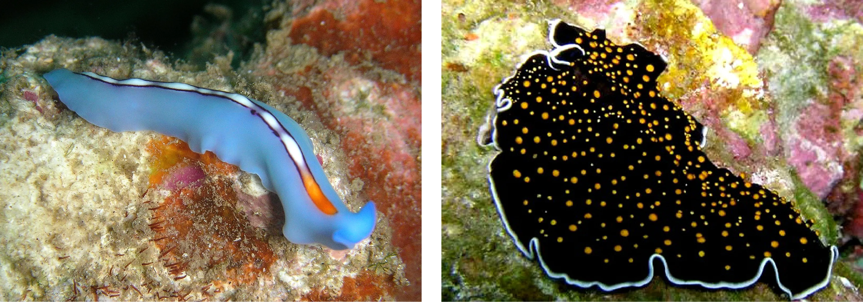 This image shows two flatworms with significant physical diversity.  One flatworm is brightly colored, and is long and tubular.  The other flatworm is broad, and flat, and a dark color.