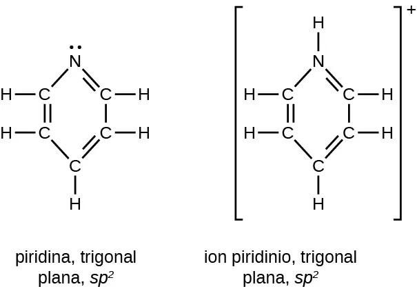 Se muestran dos estructuras: una para la piridina, que es trigonal plana y está marcada como s p superíndice 2. La otra es para el ion de piridio, que también es trigonal plana y está marcada como s p superíndice 2. Ambas estructuras tienen un anillo hexagonal compuesto por 5 átomos de C y 1 átomo de N que se muestra en la parte superior de cada estructura. En ambos anillos, los dobles enlaces se alternan y los átomos de H simples se extienden hacia fuera desde cada átomo de C. La única diferencia estructural entre las dos estructuras es el par de electrones no compartido en el átomo de N de la piridina. Esto se sustituye por un átomo de H enlazado en el ion de piridio que se representa entre corchetes con un signo más en superíndice fuera de los corchetes.