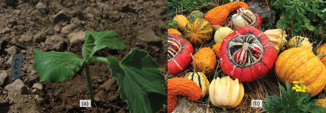 Left photo shows a dark green seedling with three leaves. The seedling is growing on a plot of dark-brown soil. Right photo shows a variety of red, orange, green and yellow squashes.