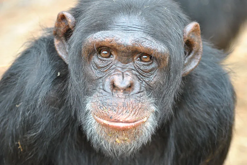 Chimpanzee looking directly at the camera.