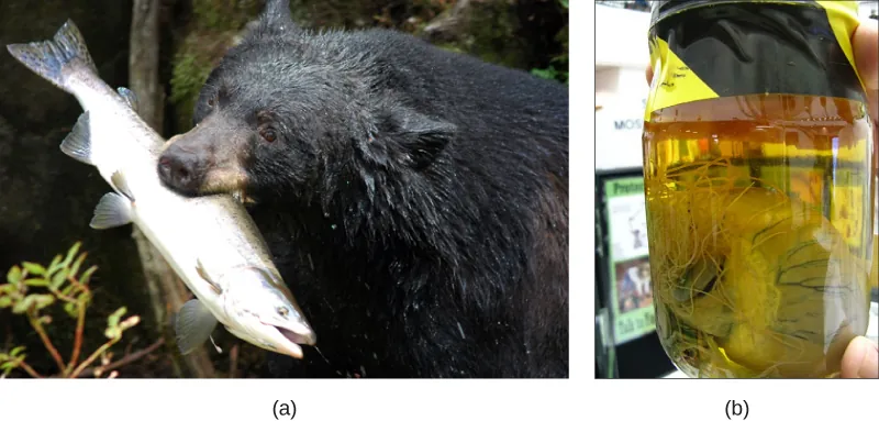 Part a shows a bear with a large fish in its mouth. Part b shows a heart in a jar. Long, threadlike worms extend from the heart.