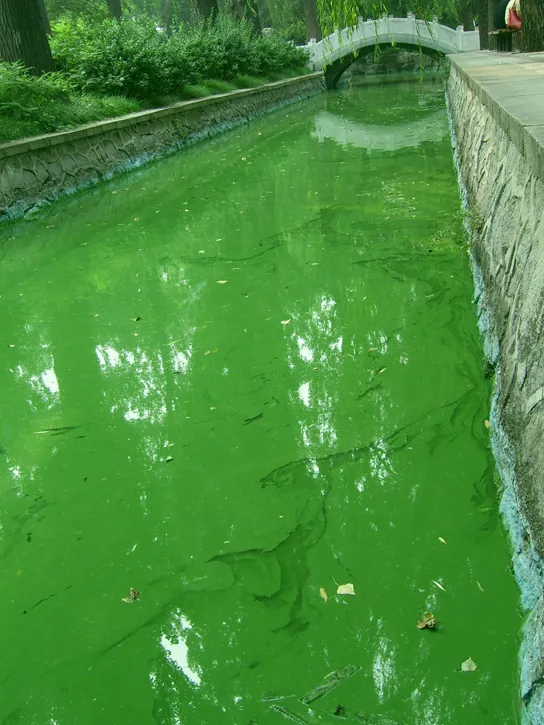 Photo shows a water canal thick with bright green algae at the Beijing Zoo.