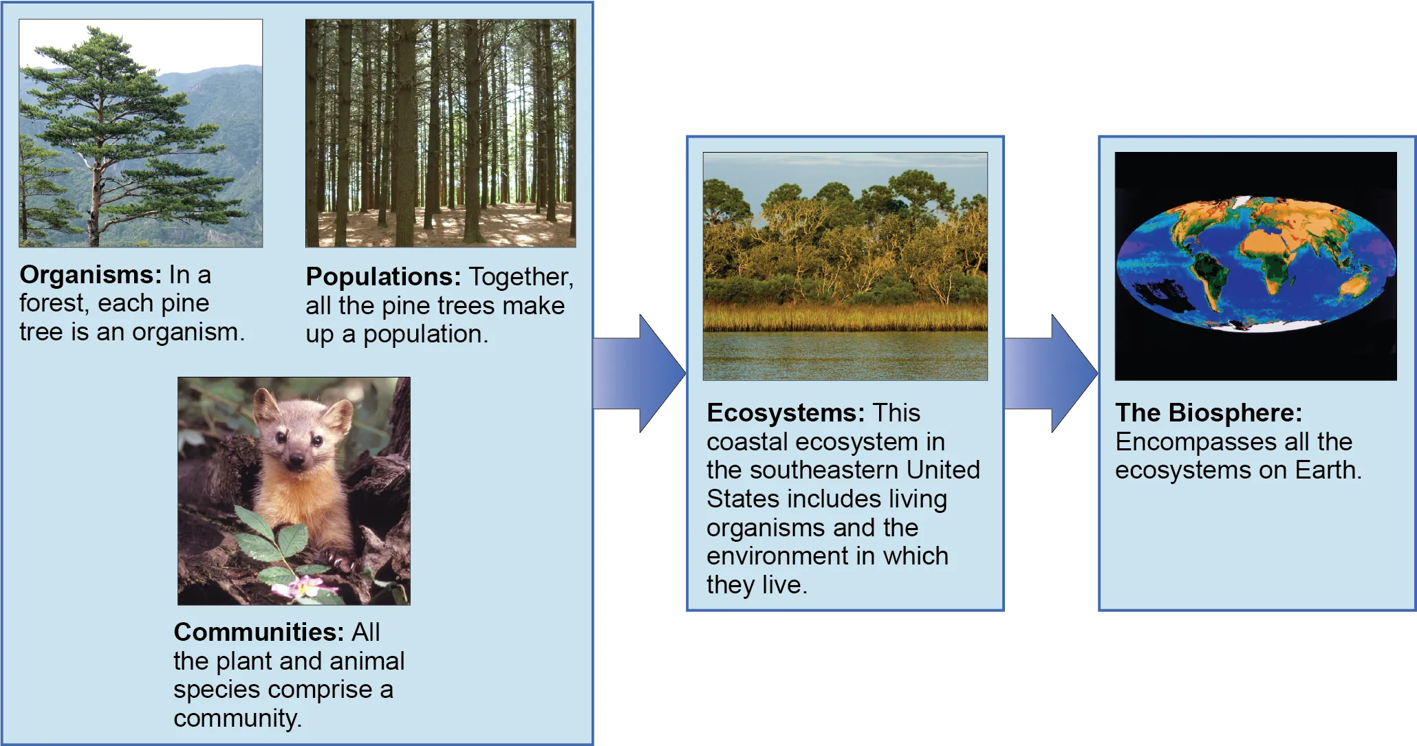 A flow chart of three boxes shows the hierarchy of living organisms. The top box is labeled Organisms, and a picture of a tree is shown; then populations, and a picture of a forest is shown; and then communities, and a picture of a marmot is shown. The second box is labeled ecosystems; and has a photograph of a body of water, behind which is a stand of tall grasses developing into more dense vegetation and trees as distance from the water increases. The third box is labeled as the biosphere; and shows a drawing of planet Earth.