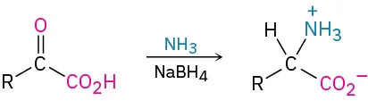 Ch. 26 Summary of Reactions - Organic Chemistry | OpenStax