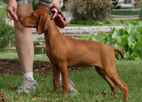 A photograph shows a dog standing at attention and smelling a treat in a person’s hand.
