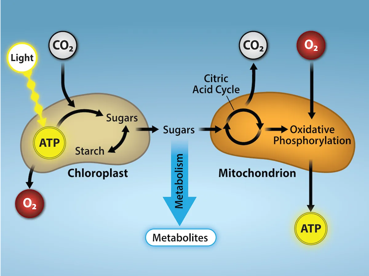 Light energy enters a chloroplast and is converted to A T P. The A T P enters a process to reduce C O 2 to sugars.  On the other side of the image, the sugars enter th citric acid cycle. They give off C O 2. Then, oxidative phosphorylation consumes O 2 and A T P is produced. Metabolites are given off.   
