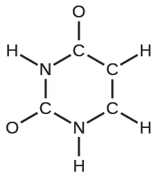 Se muestra una estructura de anillo hexagonal de Lewis. Desde la parte superior del anillo (moviéndose en el sentido de las agujas del reloj), tres átomos de carbono, un átomo de nitrógeno, un átomo de carbono y un átomo de nitrógeno están unidos con enlaces simples entre sí. El átomo de carbono superior está unido con enlace simple a un átomo de oxígeno. Los carbonos segundo y tercero y el átomo de nitrógeno están unidos con enlaces simples cada uno a un átomo de hidrógeno. El siguiente átomo de carbono está unido con enlace simple a un átomo de oxígeno y el último átomo de nitrógeno está unido enlace simple a un átomo de hidrógeno.
