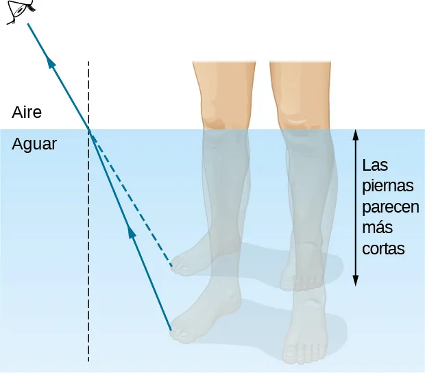 La figura ilustra la formación de la imagen de una pierna bajo el agua, vista por un espectador en el aire por encima del agua. Se muestra un rayo que sale de la pierna y se refracta en la interfase agua-aire. El rayo refractado se aleja de la normal. Al extrapolar el rayo refractado hacia el agua, el rayo extrapolado está por encima del rayo real, de modo que la imagen de la pierna está por encima de la pierna real y la pierna parece más corta.