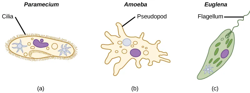Part a shows a shoe-shaped Paramecium, which is covered with fine, hair-like cilia. Part b shows an Amoeba, which is irregular in shape with long extensions of cytoplasm jutting out from the main body. The extensions are called pseudopods. Part c shows an oval Euglena, which has a narrow front end. A long, whip-like flagellum protrudes from the back end.