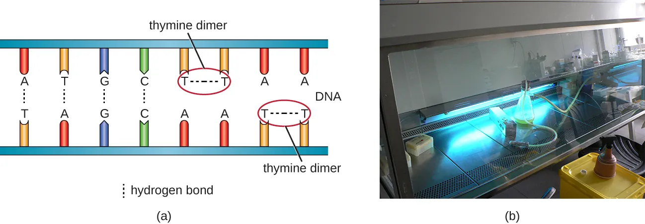 a) A double stranded segment of DNA showing the proper hydrogen bonds between A/T and C/G on either side of the double strand. However 2 T’s on the same strand are bound to each other instead of the A’s across from them. This bond between the 2 T’s is labeled thymine dimer. B) a photo of a lab hood with blue light.