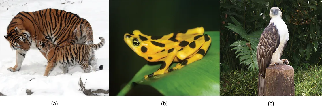 Photo a shows a tiger and cub in the snow. Photo b shows a yellow frog with black spots sitting on a leaf. Photo c shows an eagle with a white breast, brown wings, and grey face.