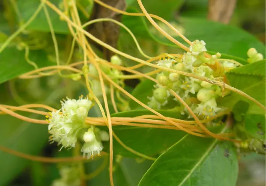  Photo shows a beige vine with small white flowers. The vine is wrapped around a woody stem of a plant with green leaves.